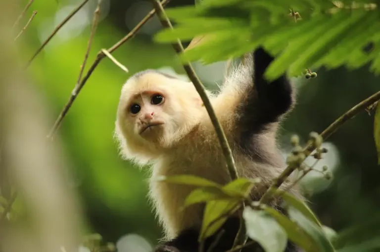 Puerto Limón, Costa Rica