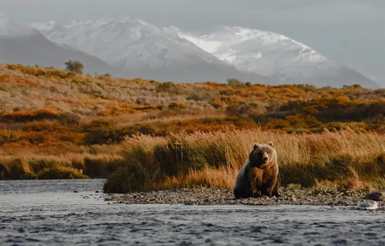 Ilha Kodiak, Alasca, Estados Unidos